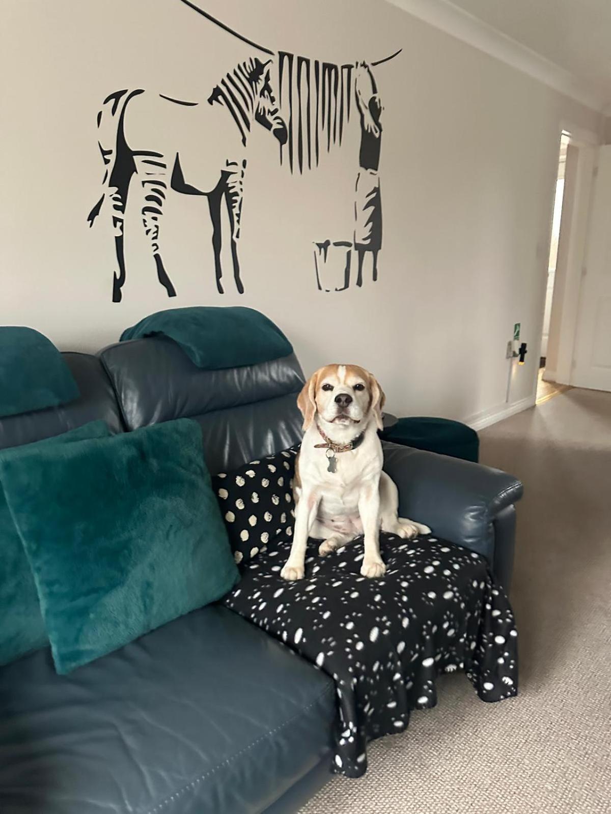 Hereford - Finch House - Modern 4 Bedroom House Located In South Hereford, Dog Friendly With Nearby Countryside, Pool Table, Sleeps Up To 10 Guests - Hosted By Rentmyhouse Esterno foto