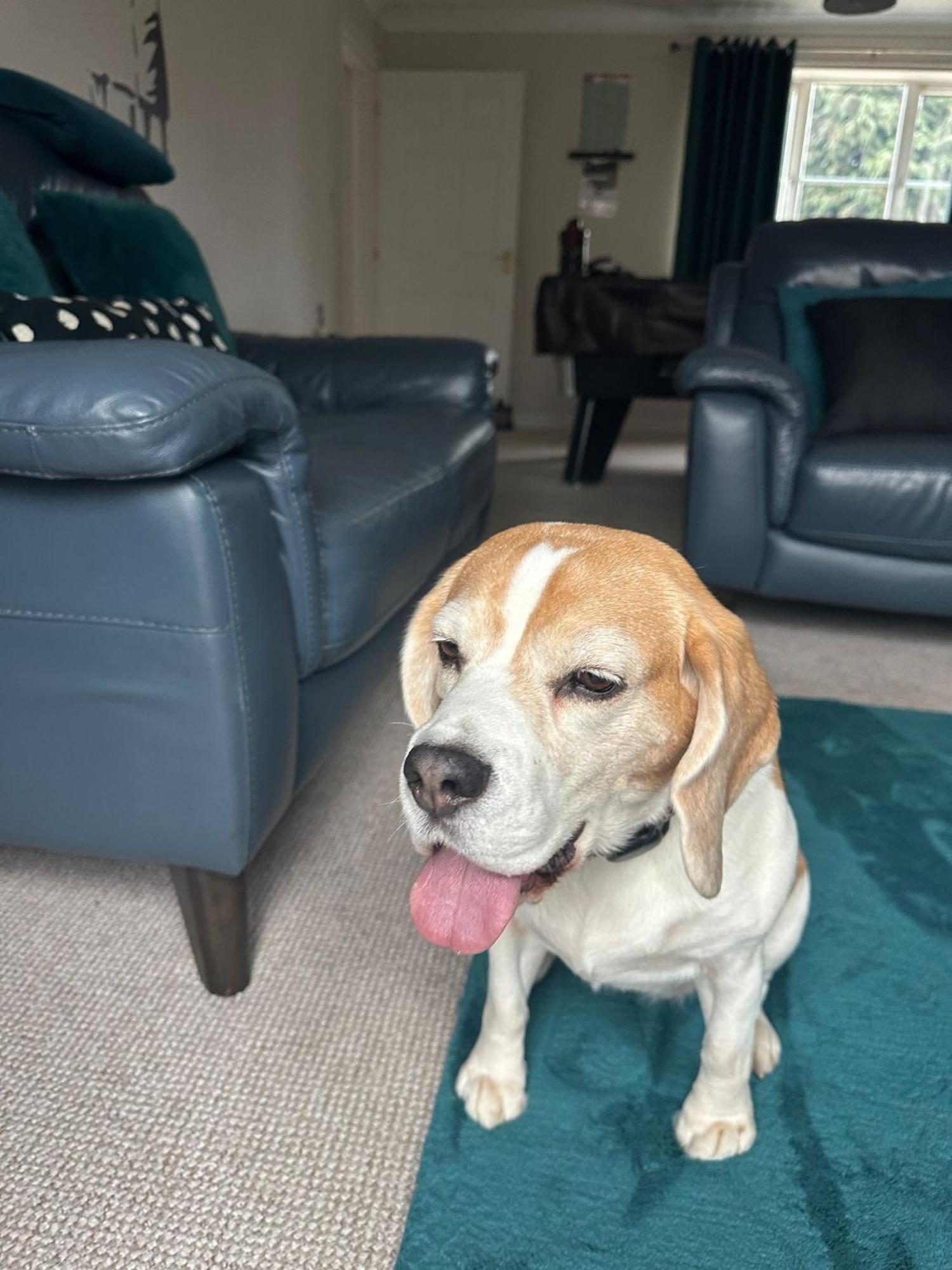 Hereford - Finch House - Modern 4 Bedroom House Located In South Hereford, Dog Friendly With Nearby Countryside, Pool Table, Sleeps Up To 10 Guests - Hosted By Rentmyhouse Esterno foto